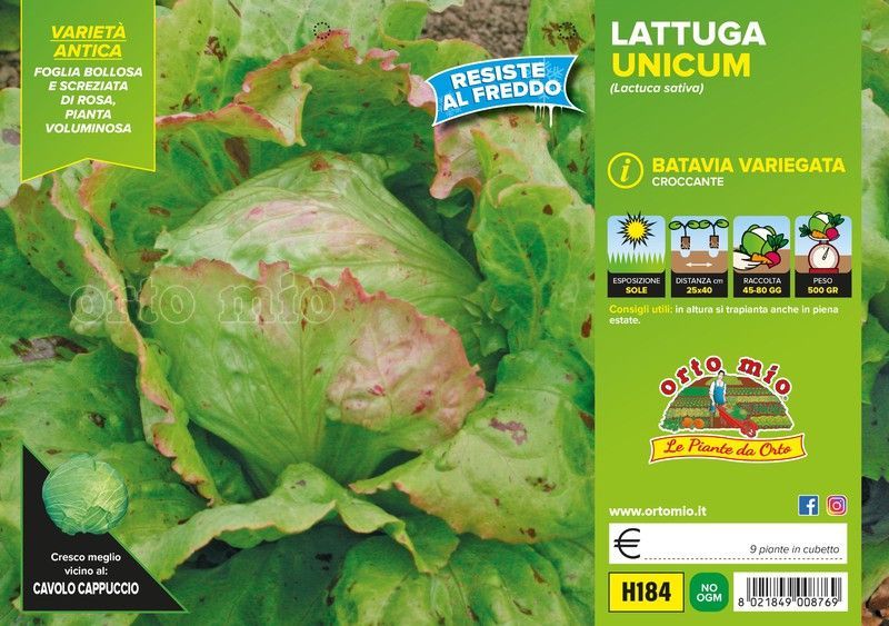 Lechuga Batavia Jaspeada 9 Plantas en Pack
