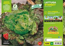 Lechuga Canasta Manade Starsky 9 Plantas en Pack