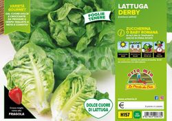 Lechuga Corazon dulce / Baby Romana Derby 9 Plantas en Pack