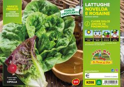 Lechuga Da Pinzimonio 9 Plantas En Pack