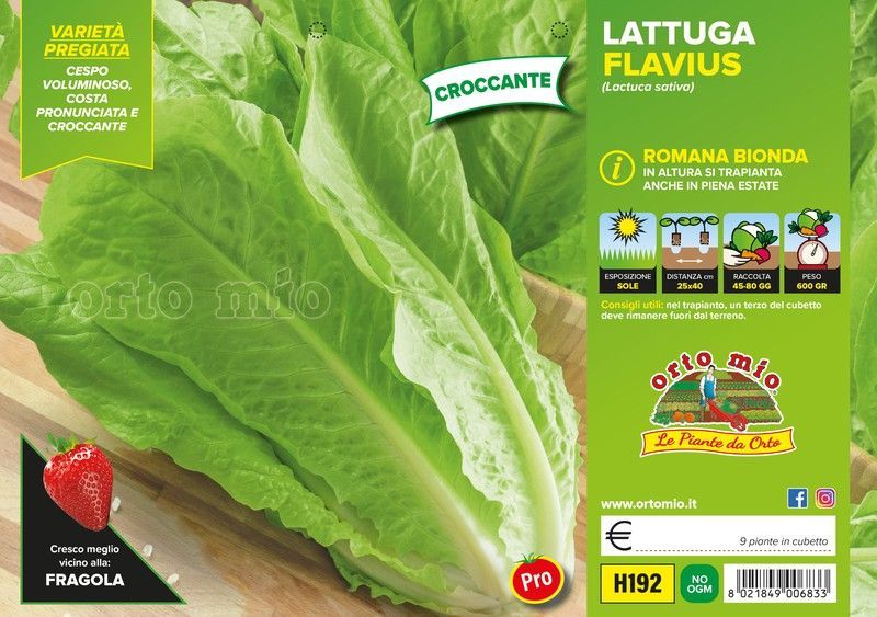 Lechuga Flavius 9 Plantas en Pack