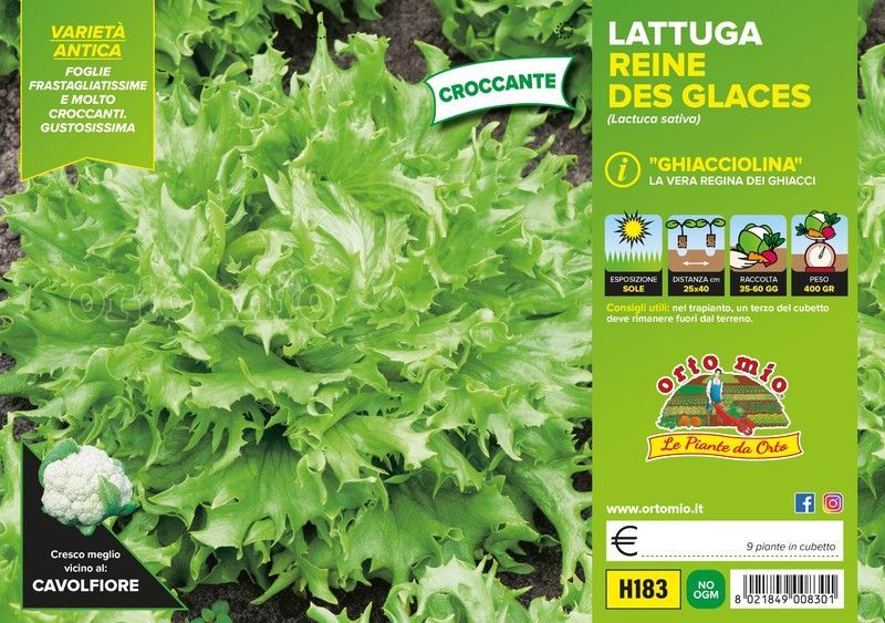 Lechuga Ghiacciolina 9 Plantas en Pack