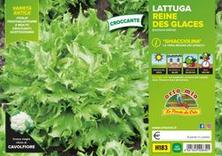 Lechuga Ghiacciolina 9 Plantas en Pack