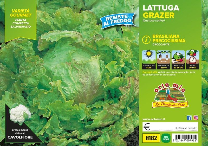 Lechuga Glazer 9 Plantas en Pack