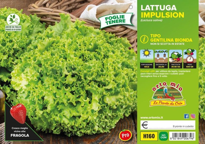Lechuga Impulsion 9 Plantas en Pack