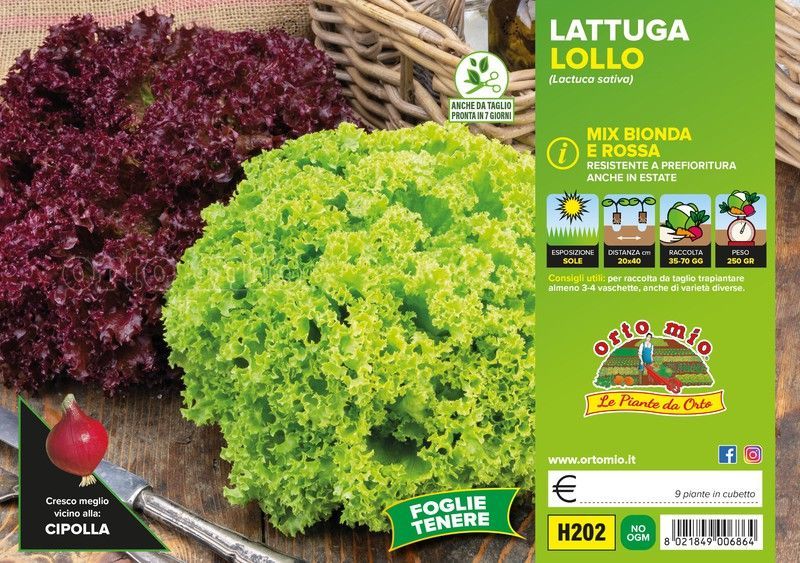 Lechuga Lollo Mix 9 Plantas en Pack