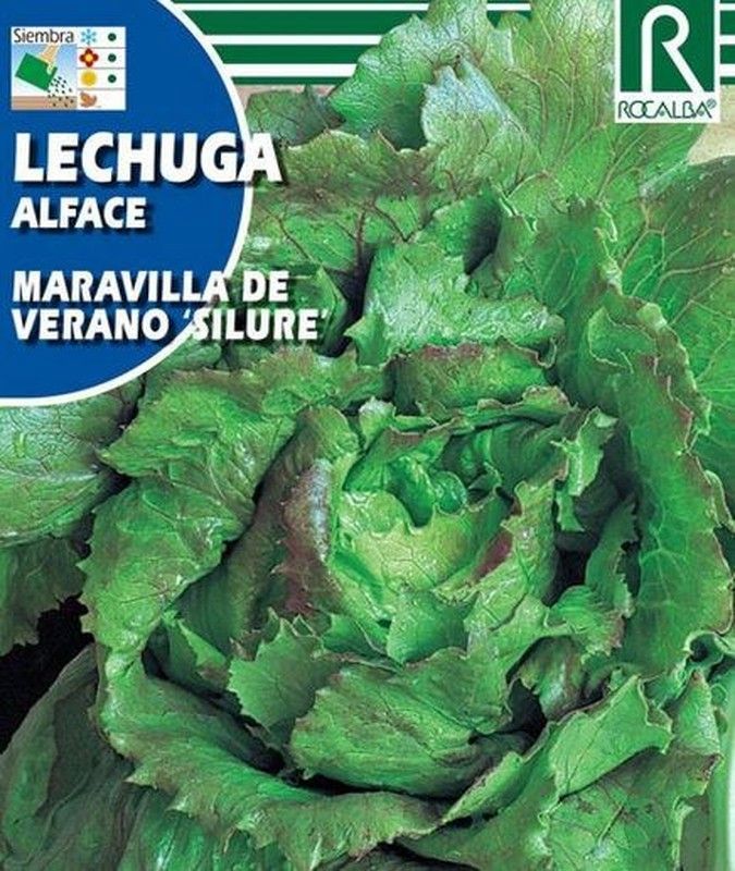 Lechuga Maravilla de verano
