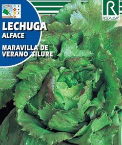 Lechuga Maravilla de verano