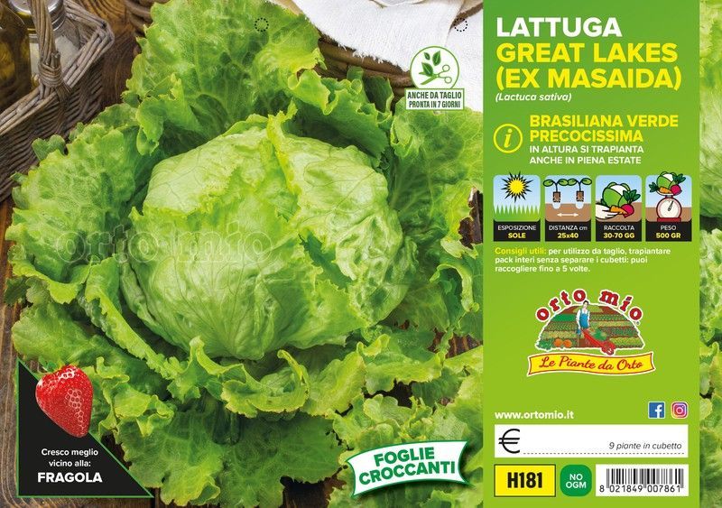 Lechuga Masaida 9 Plantas en Pack