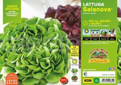 Lechuga Multihojas Salanova 9 Plantas En Pack