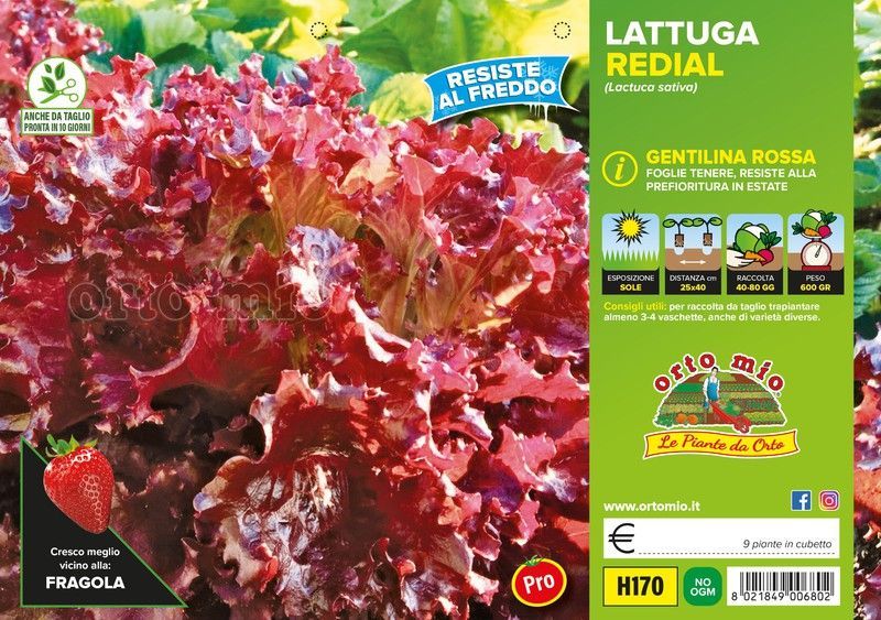 Lechuga Redial 9 Plantas en Pack