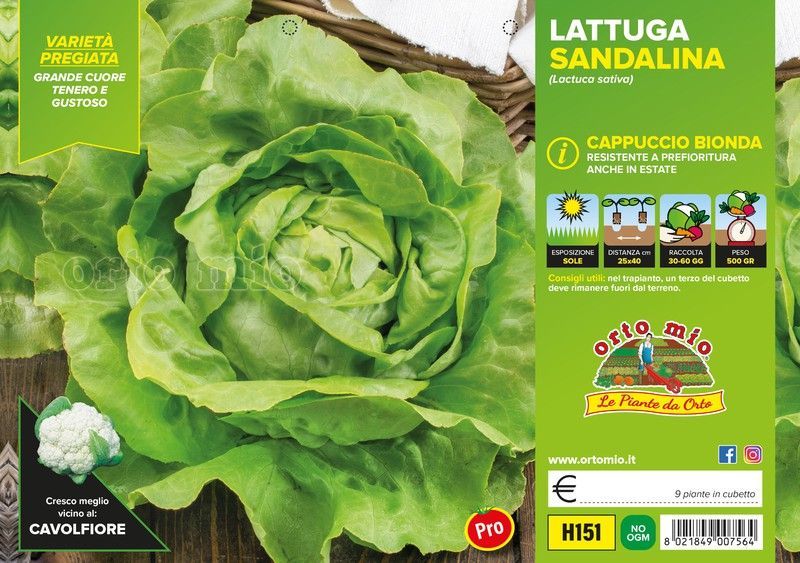 Lechuga Repollo Amarilla Ballerina 9 Plantas en Pack