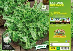 Lechuga Repollo Berenice 9 Plantas en Pack