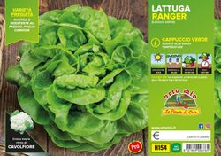 Lechuga Repollo Burana 9 Plantas en Pack