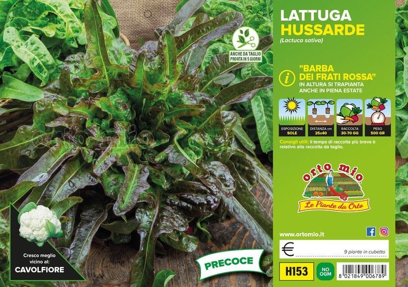 Lechuga Repollo Hussarde 9 Plantas en Pack