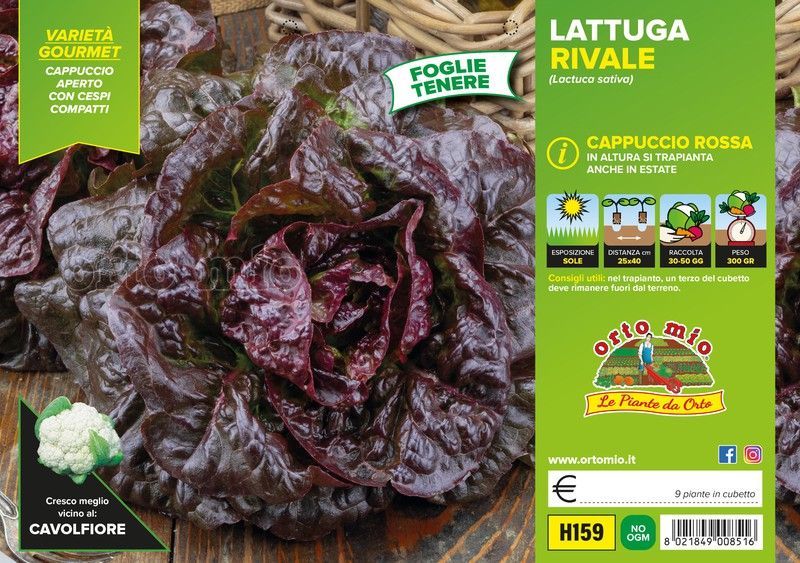 Lechuga Rivale 9 Plantas en Pack
