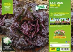 Lechuga Rivale 9 Plantas en Pack