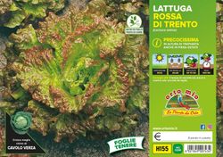 Lechuga Roja de Tren 9 Plantas En Pack