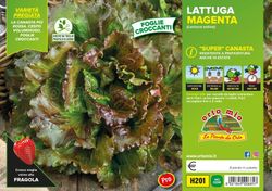 Lechuga Supercanasta Magenta Voulsky 9 Plantas en Pack
