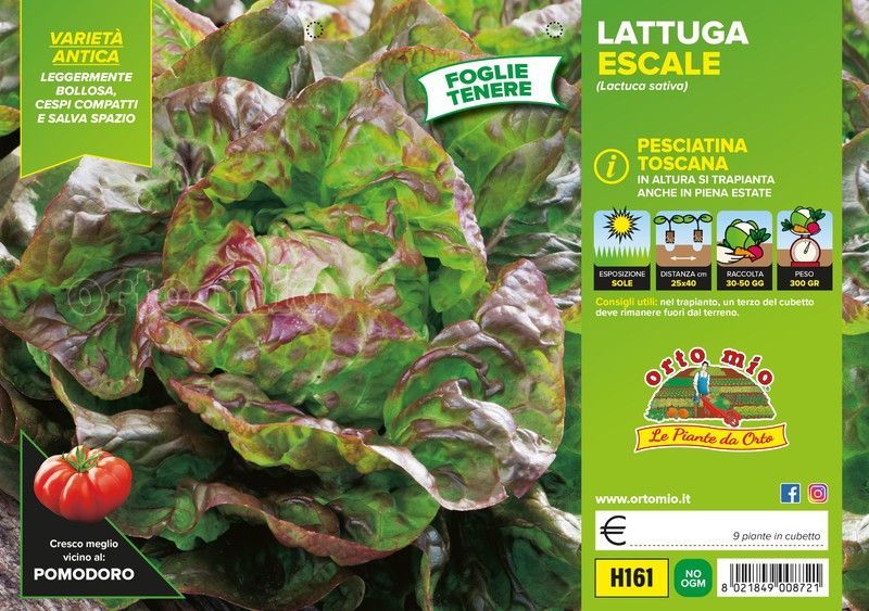 Lechuga Toscana Pesciatina 9 Plantas en Pack
