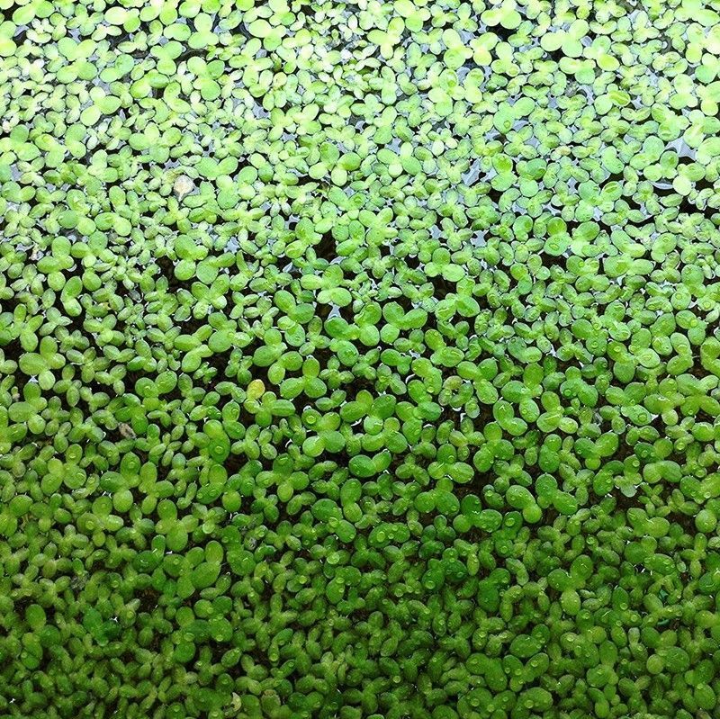 Lentejas de Agua Lemna Minor