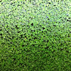 Lentejas de Agua Lemna Minor