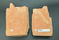 Lepidodendron (positivo y negativo)