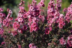 Leptospermum scoparium​ - Leptospermo
