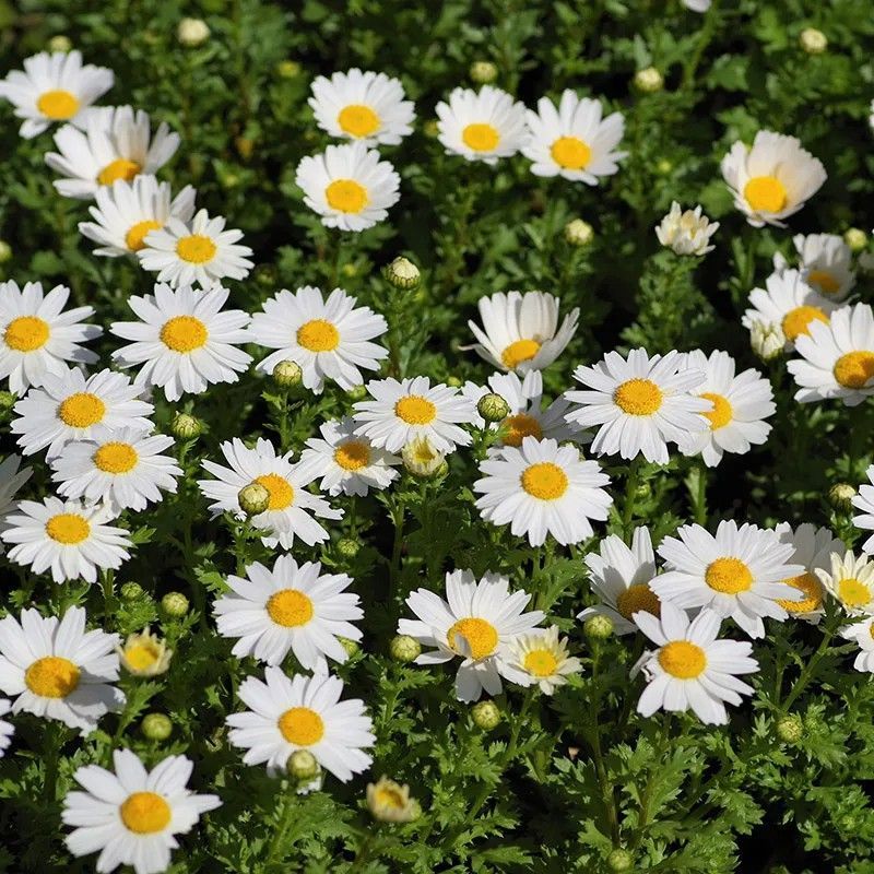 Leucanthemum Paludosum Caja de 15 uds.