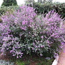 Leucophyllum Frutescens Caja 6 uds.