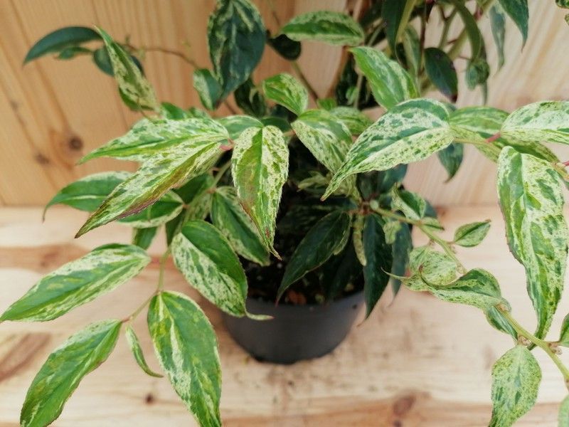Leucotoe variegata, Leucothoe walteri "Rainbow"