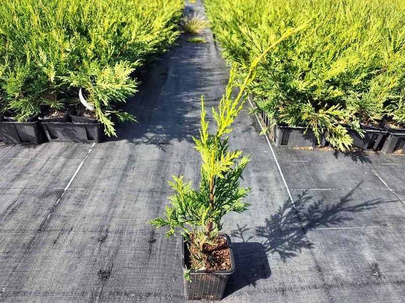 Leylandiis de 30/40 cm de alto.