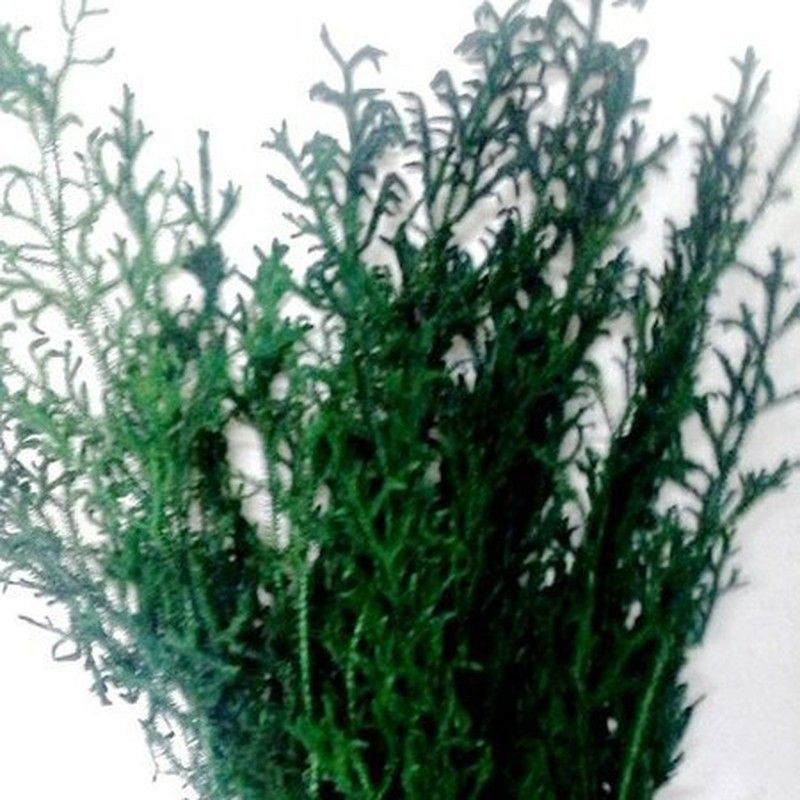 Licopodium preservado