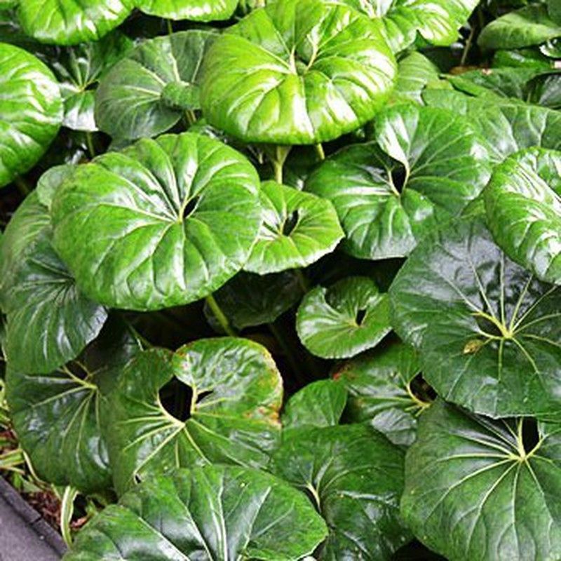 Ligularia Tussilaginea