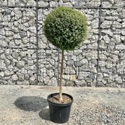 Ligustrum Delavayanum Copa