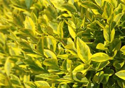 Ligustrum ovalifolium "Aureum" - aligustre de California variegado