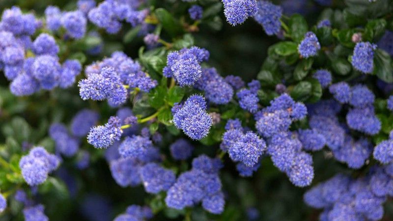 Lila de California, ceanoto, Ceanothus thyrsiflorus repens
