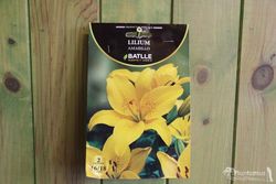 LILIUM AMARILLO. Azucena