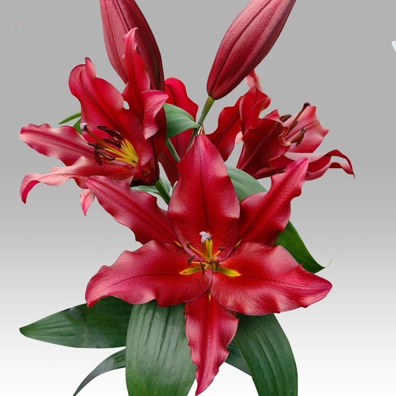 Lilium Oriental Noble Star