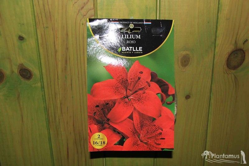 LILIUM ROJO, Azucena