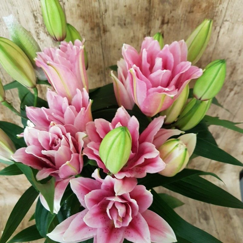 Lillium Or. Roselily (NOVEDAD MUNDIAL) 5 tallos