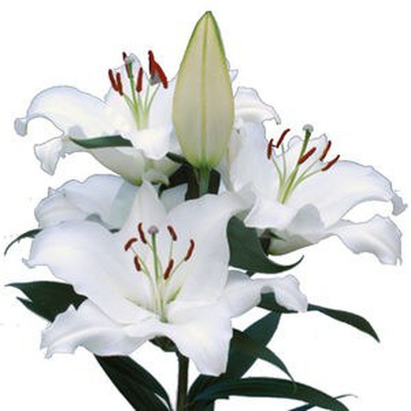 Lillium Oriental Pacific Ocean