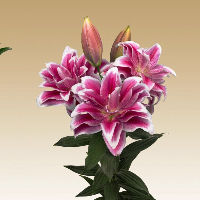 Lillium Oriental Roselily Olympia