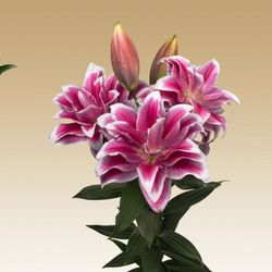 Lillium Oriental Roselily Olympia