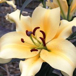 Lillium Oriental Shine On