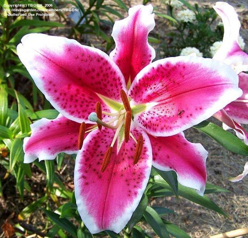 Lillium Oriental Sorbonne