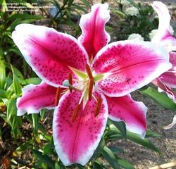 Lillium Oriental Sorbonne