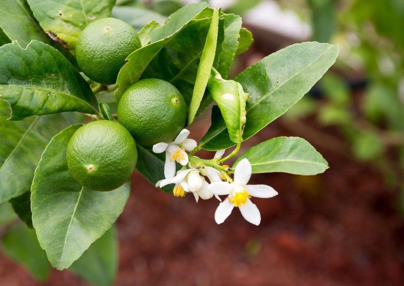 Lima en maceta, Citrus x latifolia