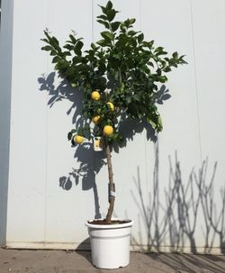 LIMONERO C-35 CON FRUTO