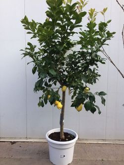 LIMONERO C-45 CON FRUTO